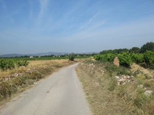 camins